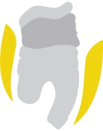 Анатомическая посадка перчаток Anatomical Fit Анатомическая посадка перчаток Anatomical Fit