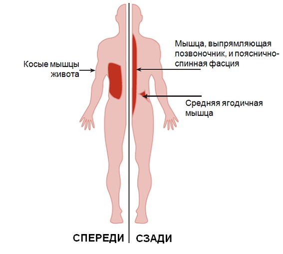 Мышцы, тренируемые при занятиях на акватренажере для поворотов корпуса Aquagym AquaTwister Мышцы, тренируемые при занятиях на акватренажере для поворотов корпуса Aquagym AquaTwister