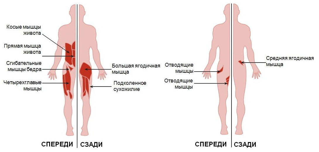 Группы мышц используемые во время упражнения