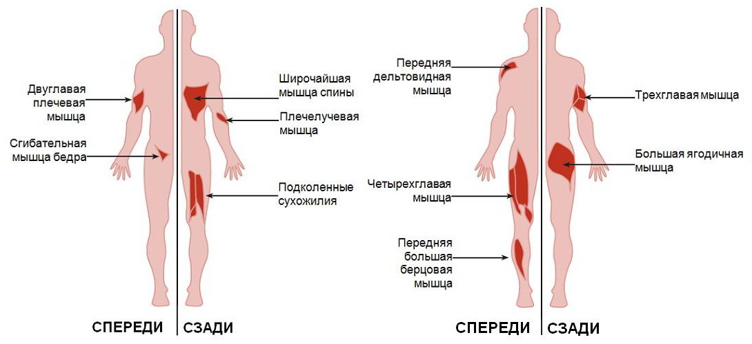 Группы мышц используемые во время упражнения