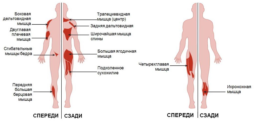 Группы мышц используемые во время упражнения