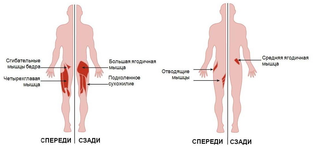 Группы мышц используемые во время упражнения